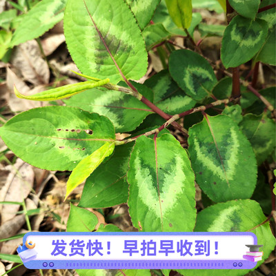 火炭母草天然新鲜中草药材料高州白饭草预防晒干喉咙痛凉茶洗湿痒