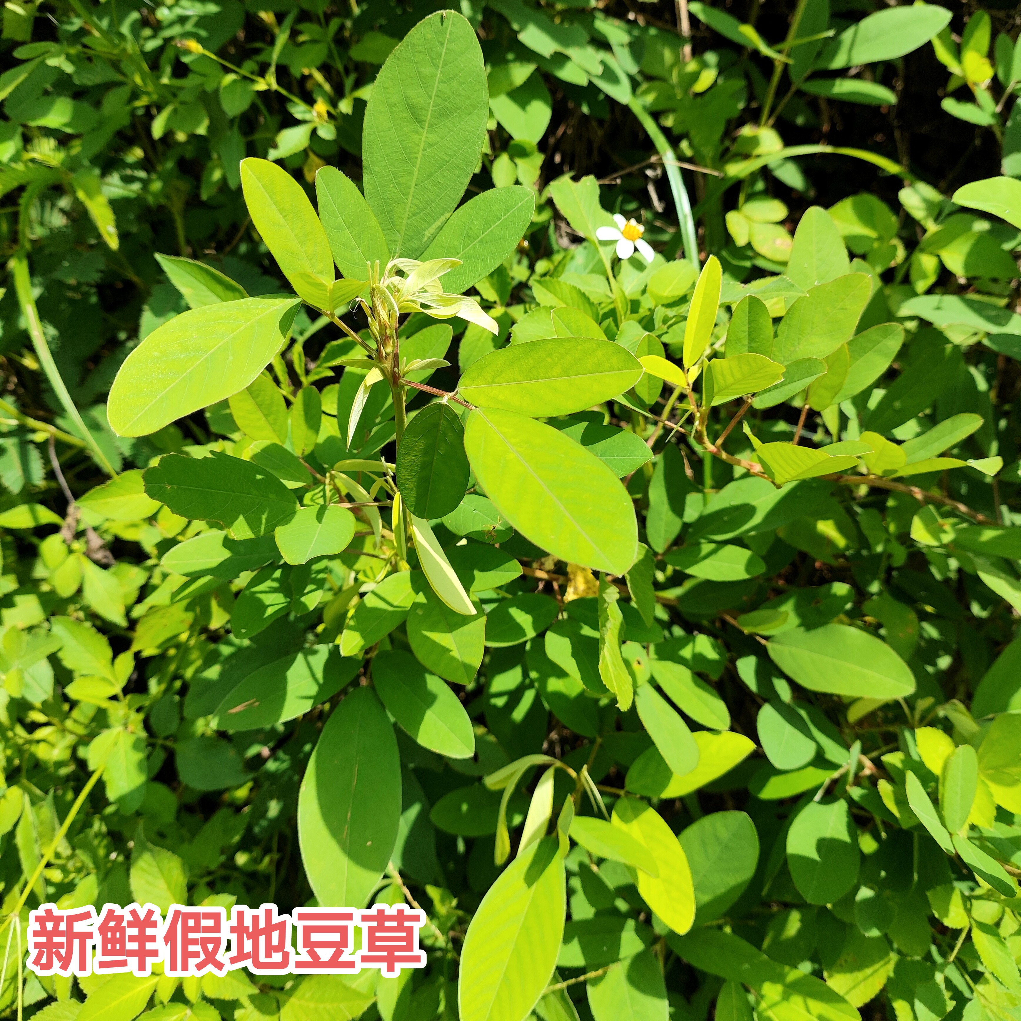 假地豆中草药地豆草野花生深山现采带根清热跌打外肿痛广东青草药