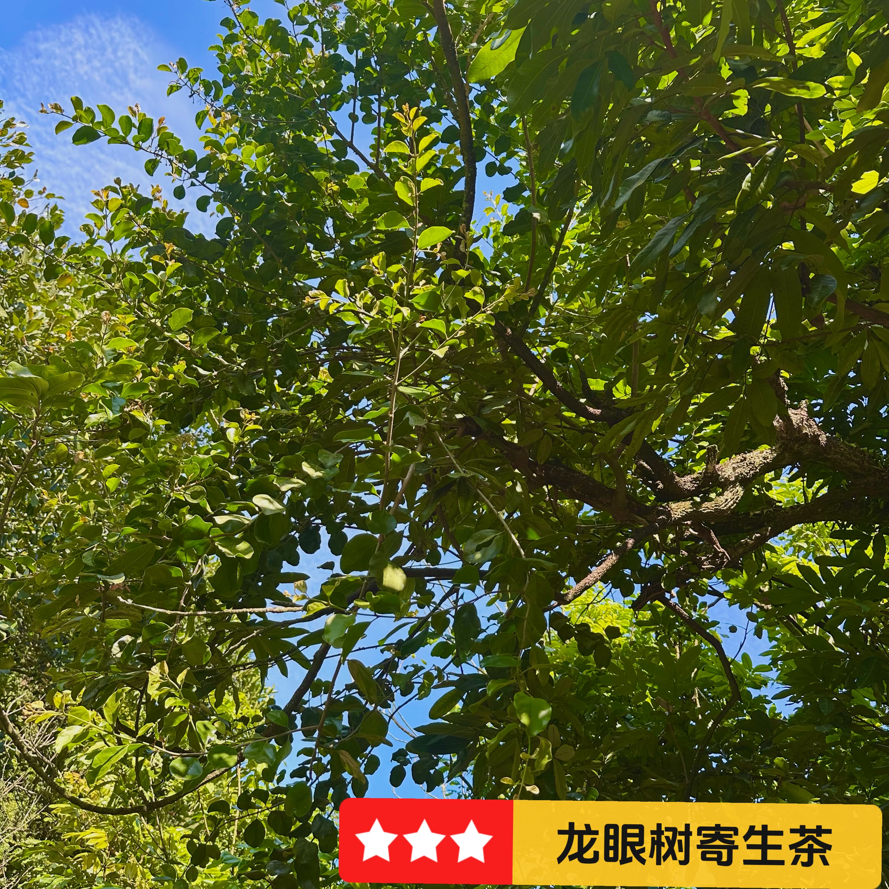 野生龙眼树寄生 广东茂名桂圆树寄生干品龙眼寄生 可现釆鲜品包邮