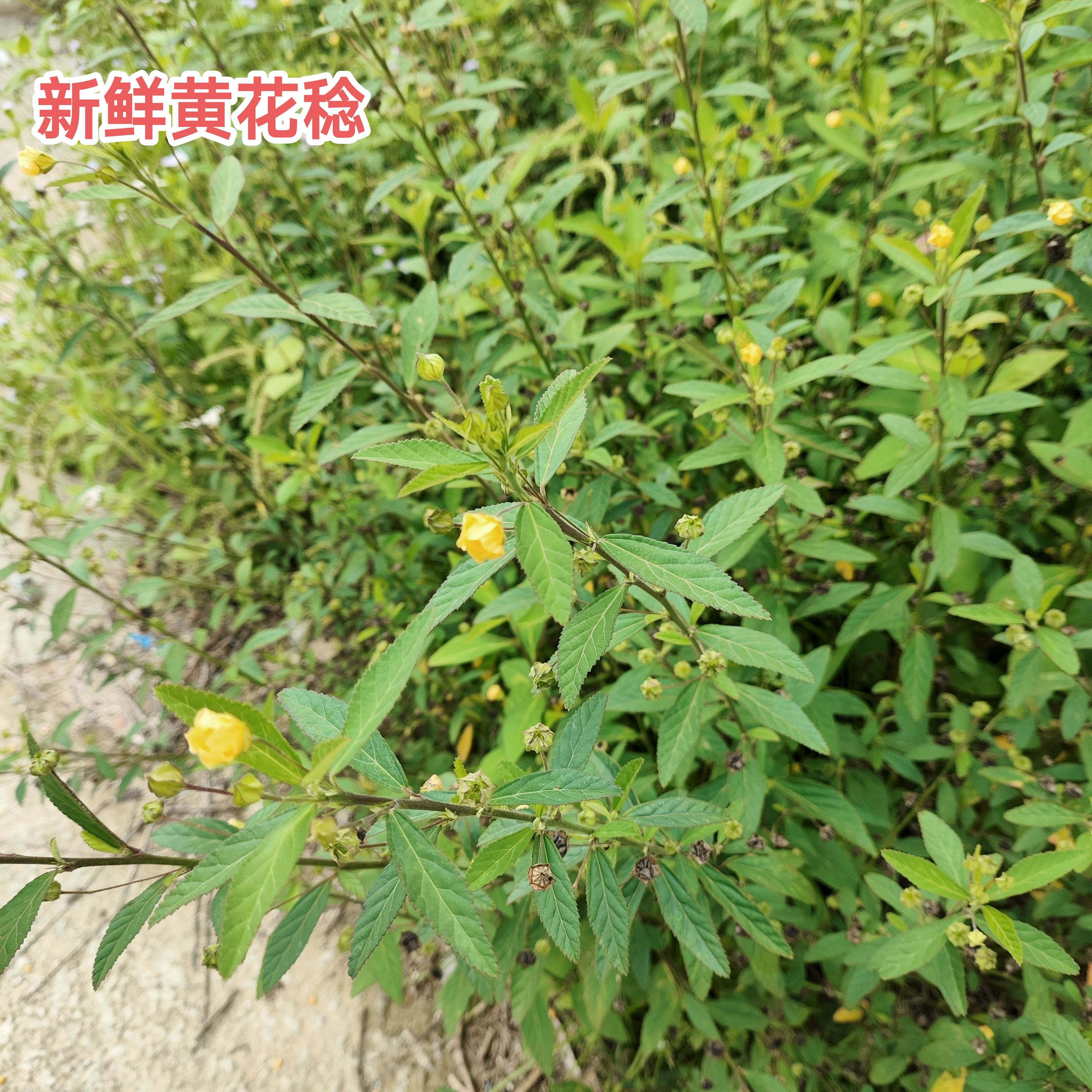 白背黄花黄花稔 中草药拔脓消生肌新鲜草梅肉草 外敷肿痛野外现采