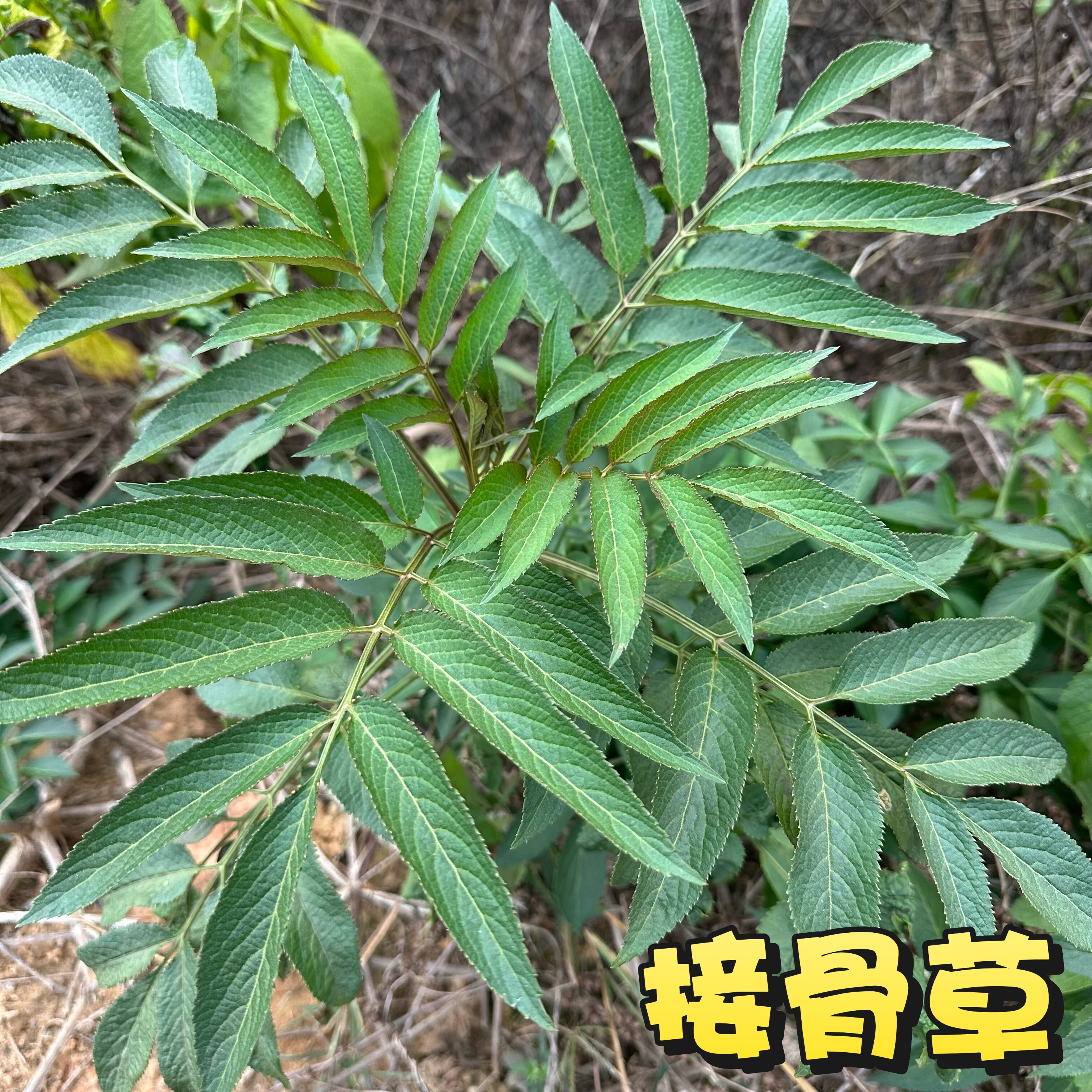 新鲜接骨草八棱麻 陆英中药材大臭草正宗小接骨丹走马风现采现发