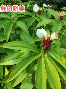 新鲜闭鞘姜 观音姜 水蕉花现采现发广商陆山冬笋发姜块可栽种包邮