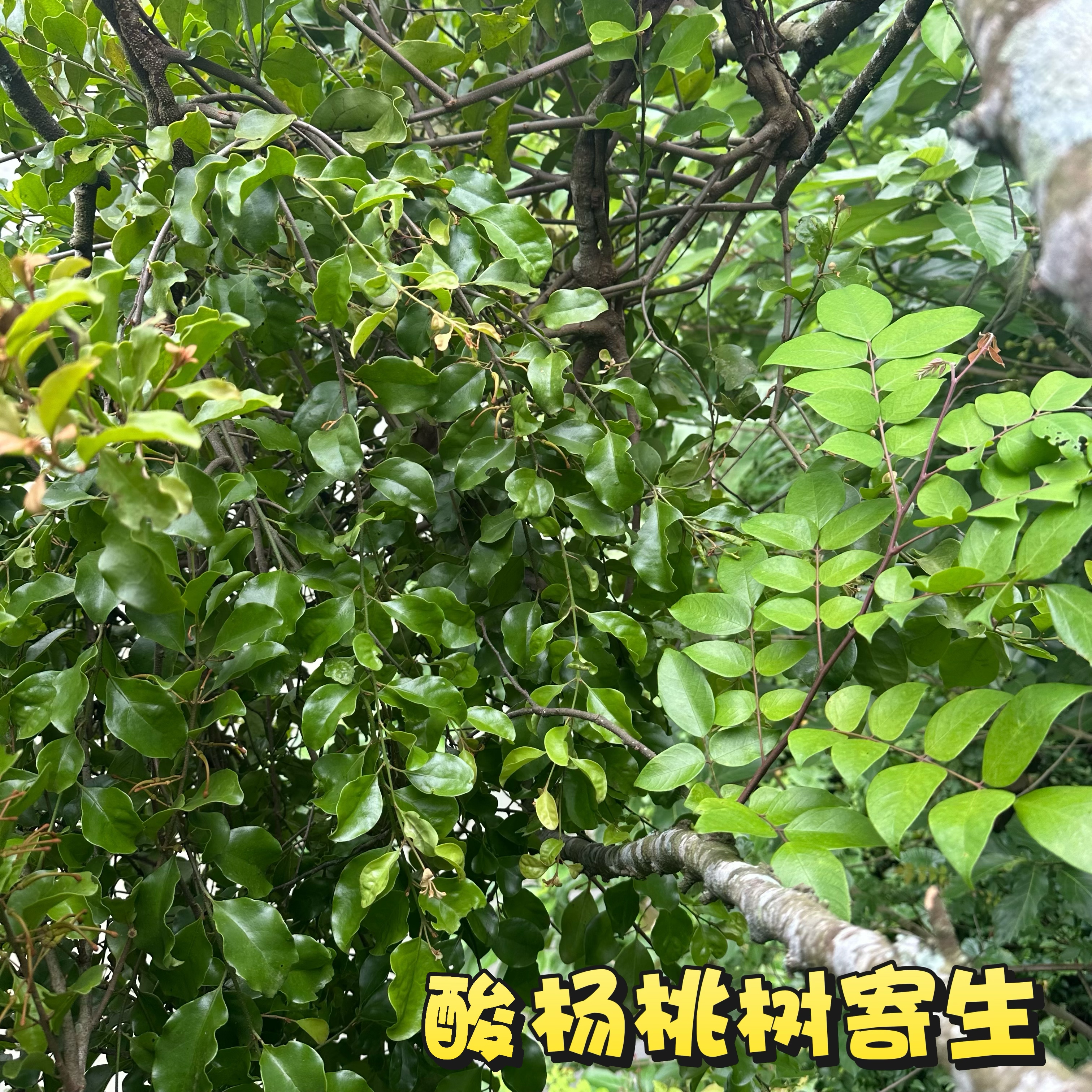 野生酸杨桃树寄生 杨桃树寄生茶 广东洋桃寄生五敛子寄生新鲜500g
