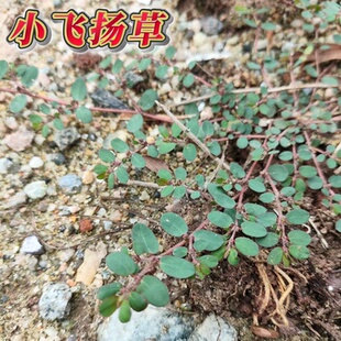 新鲜现摘 地锦草奶浆草小飞扬草铺地红乳汁草奶汁藤 小飞杨草包邮