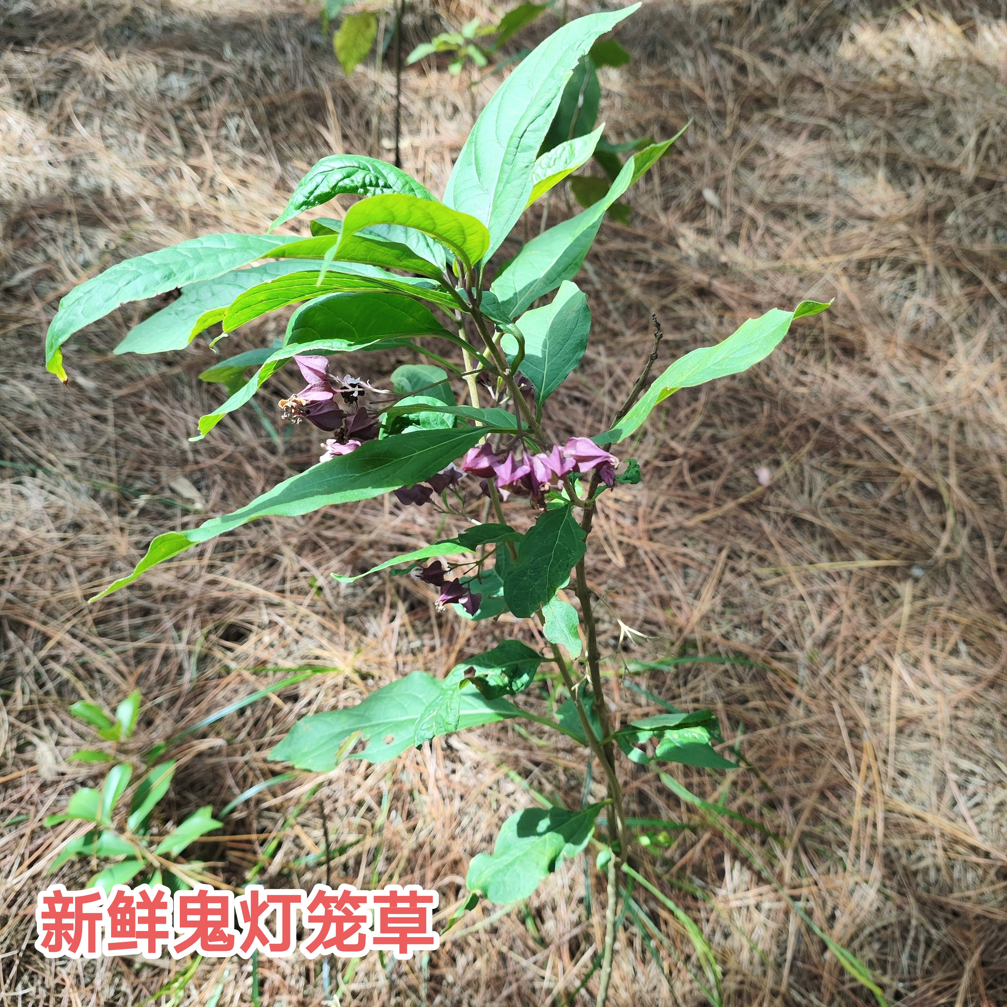 深山新鲜白花鬼灯笼现采鬼点火广东鬼灯笼苦灯笼灯笼草岗灯笼包邮