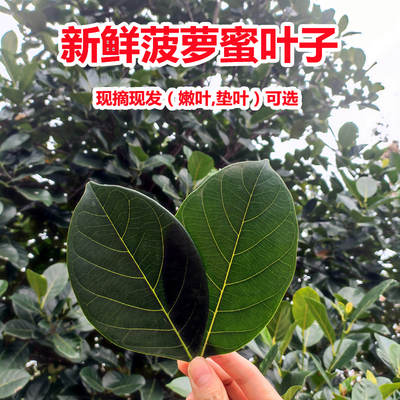 菠萝蜜叶子现摘新鲜叶子广东茂名特产树菠萝叶片嫩叶糍粑垫片包邮