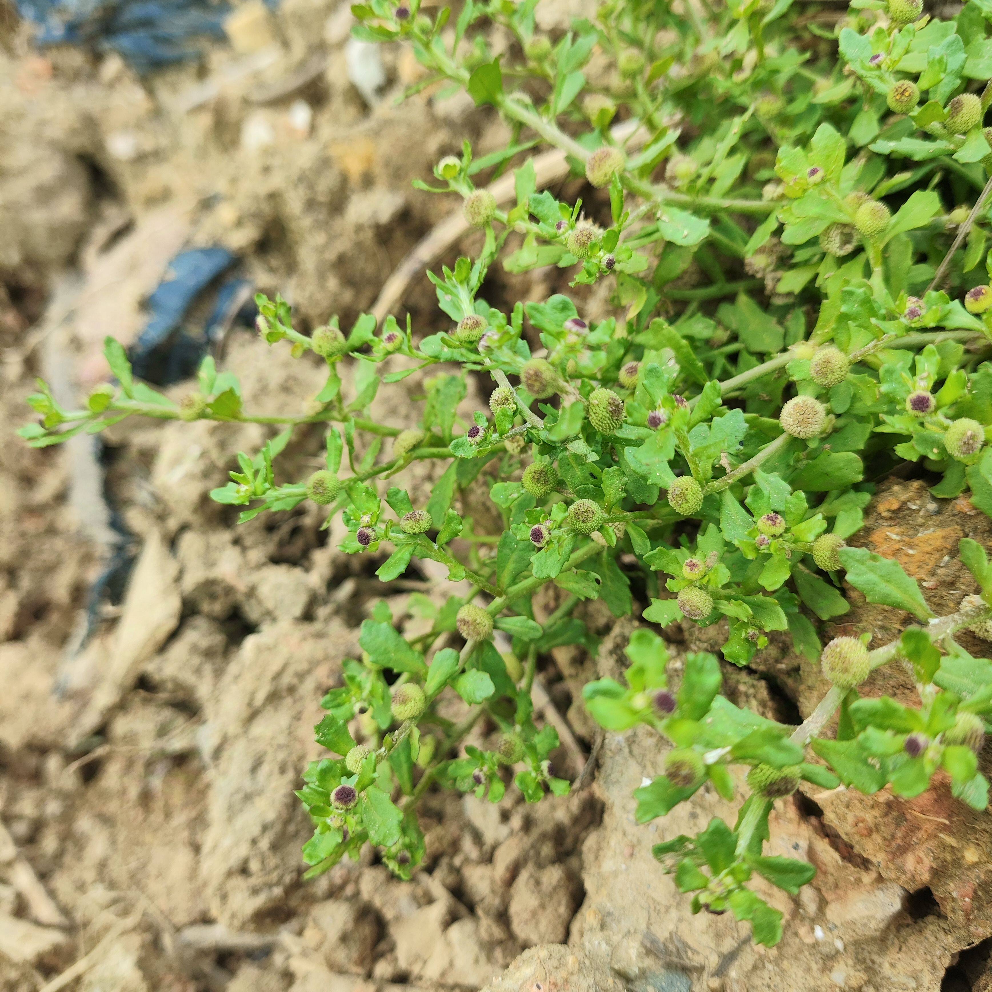 纯天然新鲜鹅不食草饿不食草鹅仔不吃草现采石胡荽中药材100g包邮
