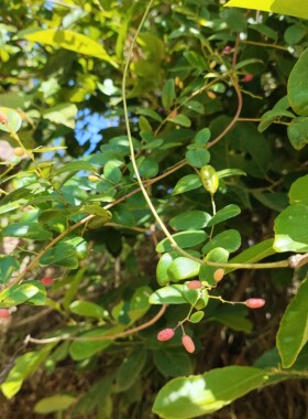 新鲜现采铁包金老鼠耳藤广东茂名勾儿茶乌口仔果乌金藤枝叶中草药