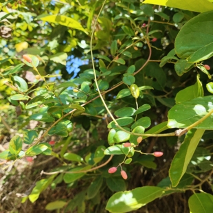 新鲜现采铁包金老鼠耳藤广东茂名勾儿茶乌口仔果乌金藤枝叶中草药