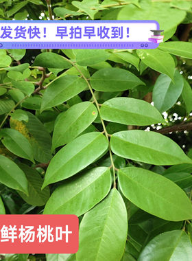 新鲜杨桃枝叶 洗泡澡现采酸杨桃果叶 广东茂名杨桃根野外成人儿童