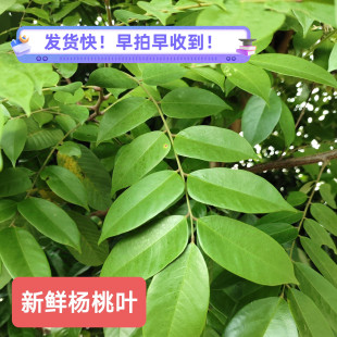 新鲜杨桃枝叶 洗泡澡现采酸杨桃果叶 广东茂名杨桃根野外成人儿童