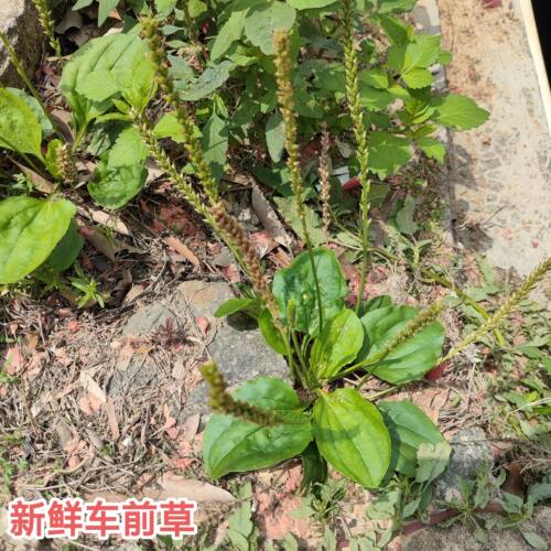 新鲜车前草500克中草药材干货泡茶利尿车茶整棵清热现采广东野生