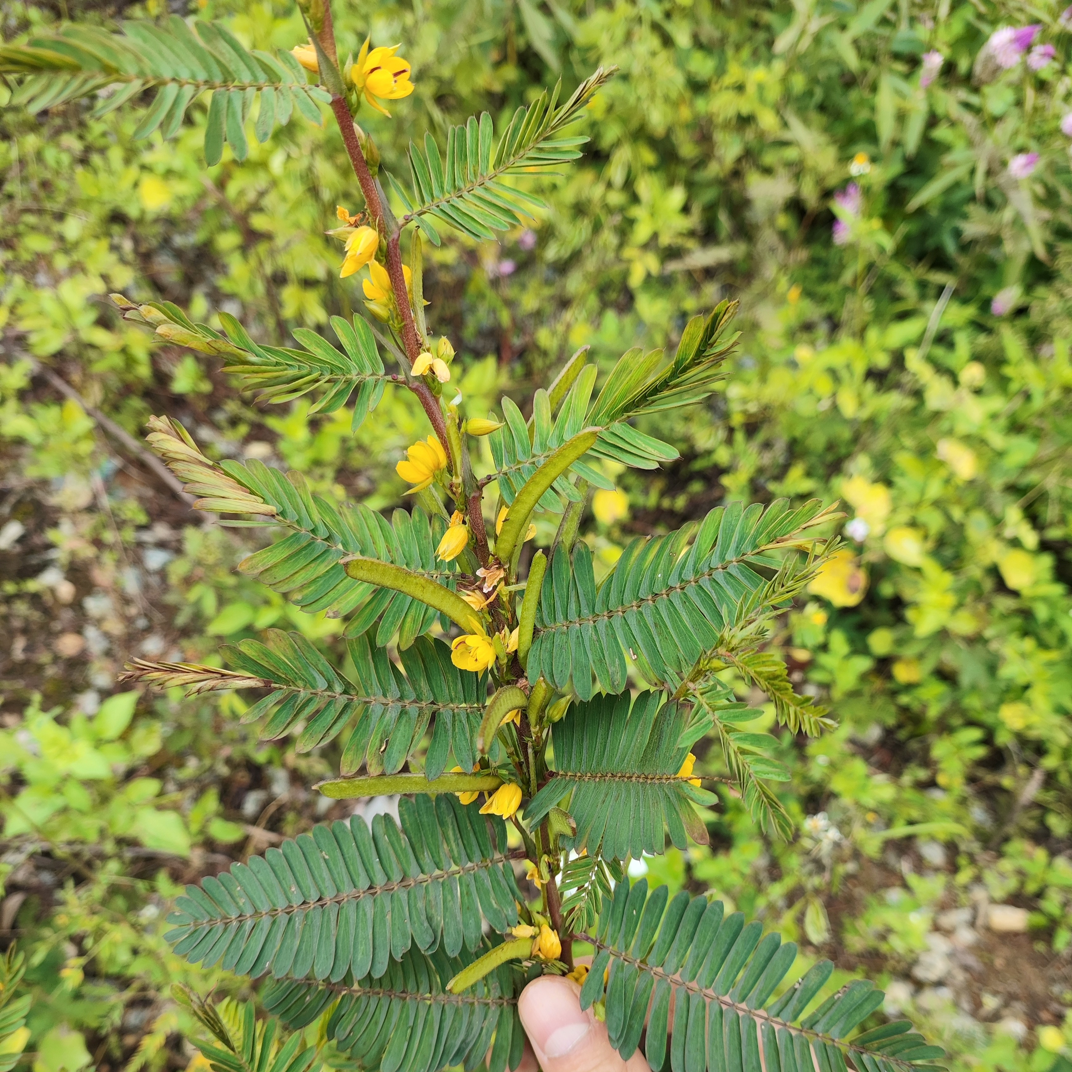 现采现发中药材新货软肝草广东茂名铁甲草含羞草山扁豆 500克包邮