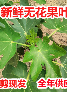 新鲜无花果叶 树叶子全年现货现摘 广东茂名枝茎鲜叶干品半斤包邮