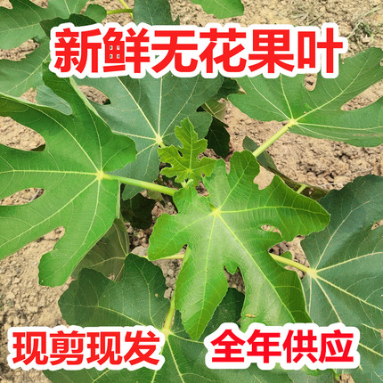 新鲜无花果叶 树叶子全年现货现摘 广东茂名枝茎鲜叶干品半斤包邮