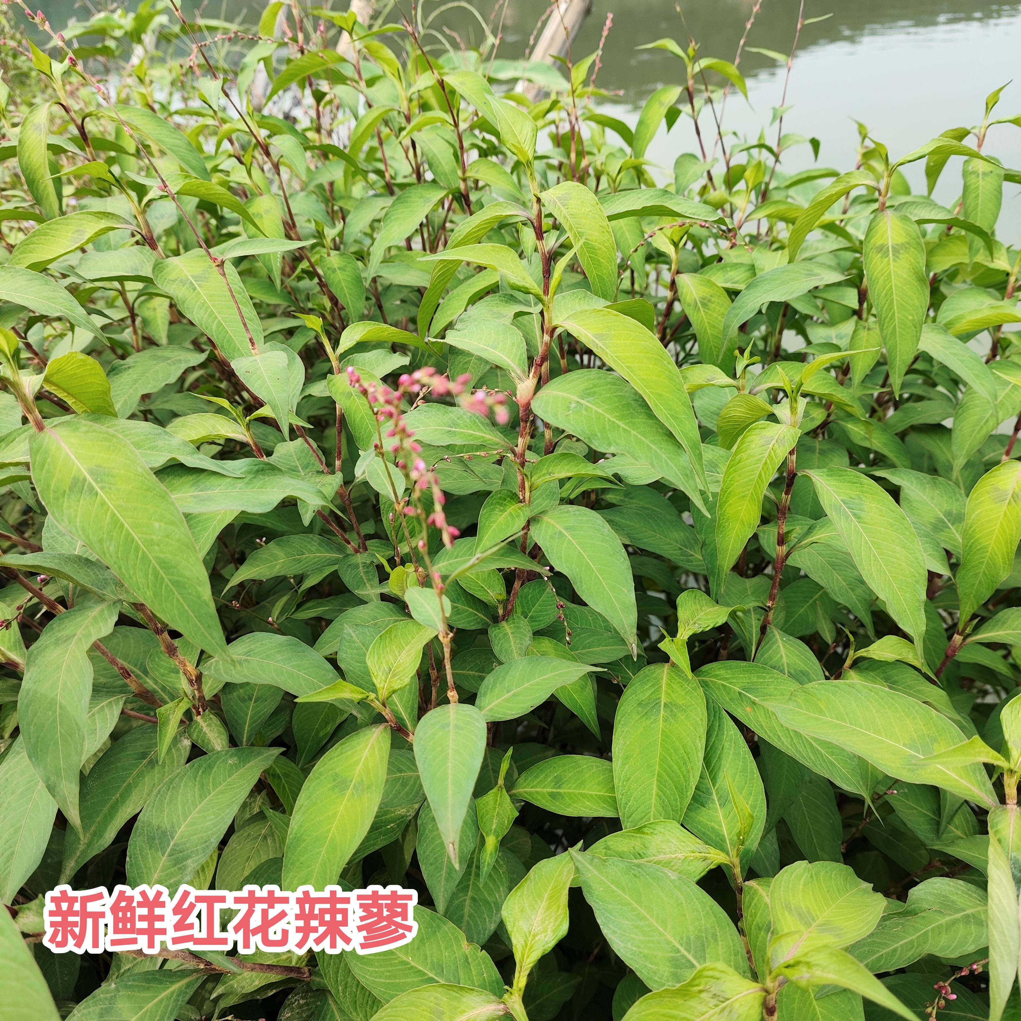 现采新鲜采辣蓼草 广东红辣蓼全草红花辣马蓼辣寥水辣蓼鲜品 包邮
