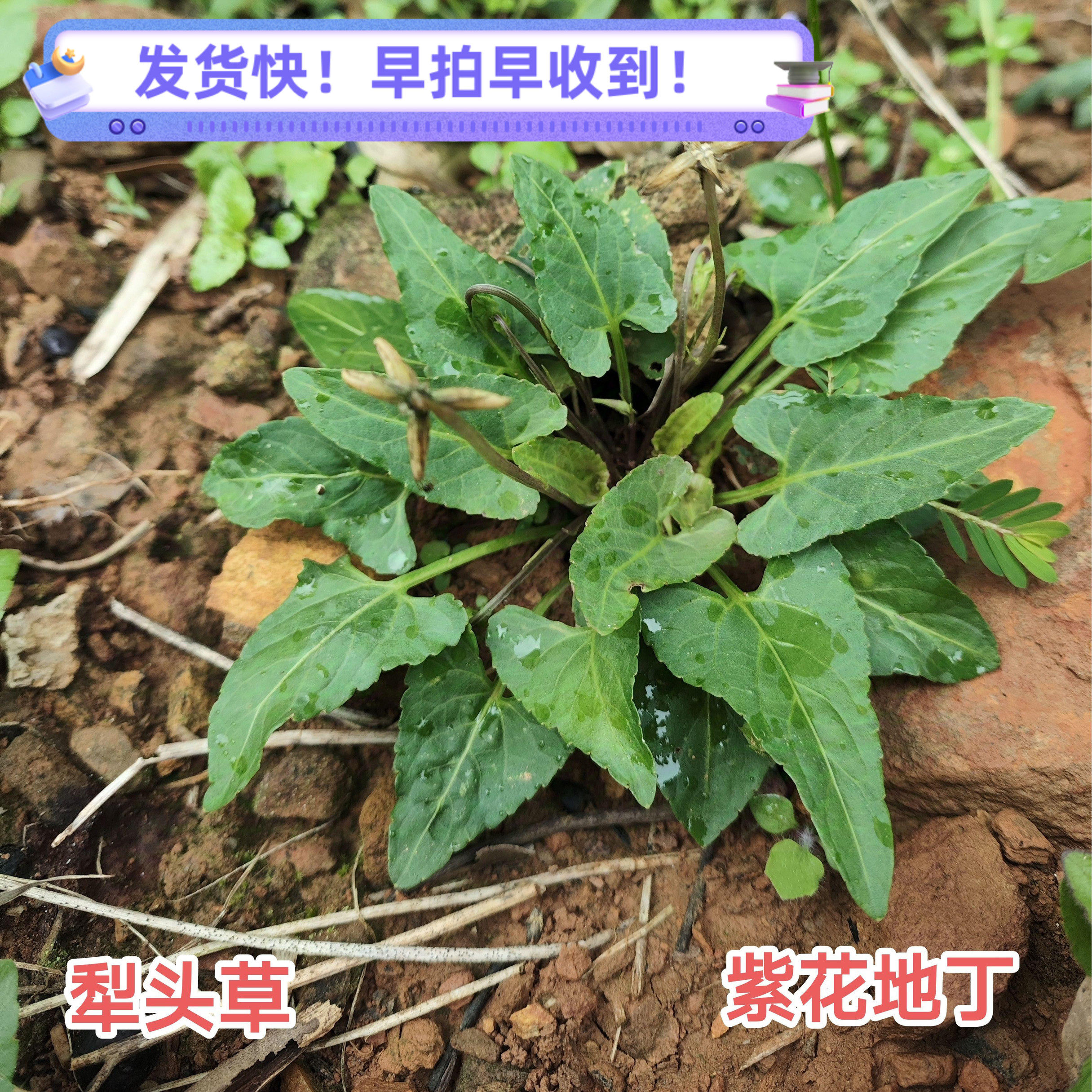 紫花地丁犁头草新鲜500g广东深山农家现采整棵带根叶散装正宗草药