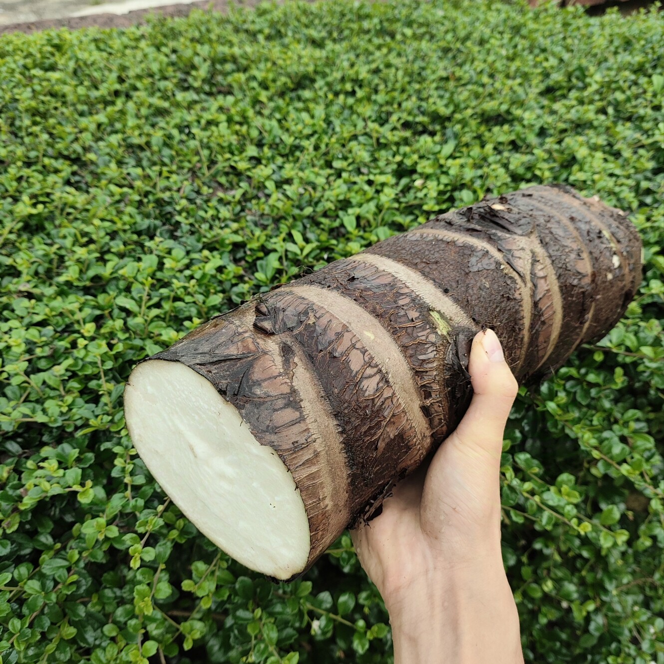 滴水观音 霸王芋深山艾灸药用广东野芋 新鲜老虎芋农家正宗 海芋