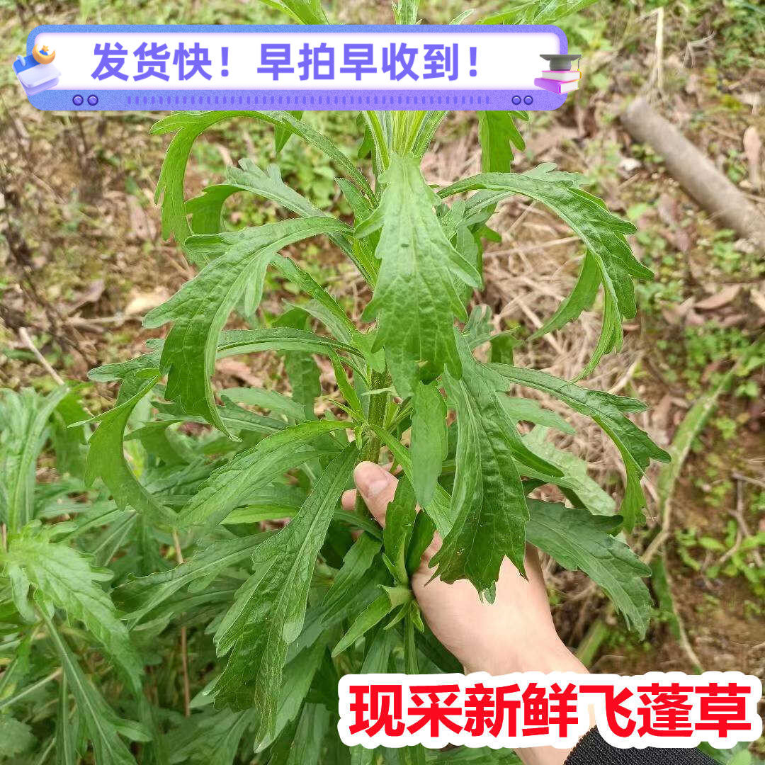 小飞蓬草小蓬草白酒草苗新鲜现采现发带根野外整棵草药中药材包邮