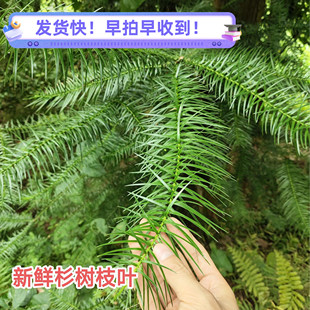 新鲜现摘新鲜杉树叶杉树枝叶树根真叶子道具草药名茶装饰道具包邮