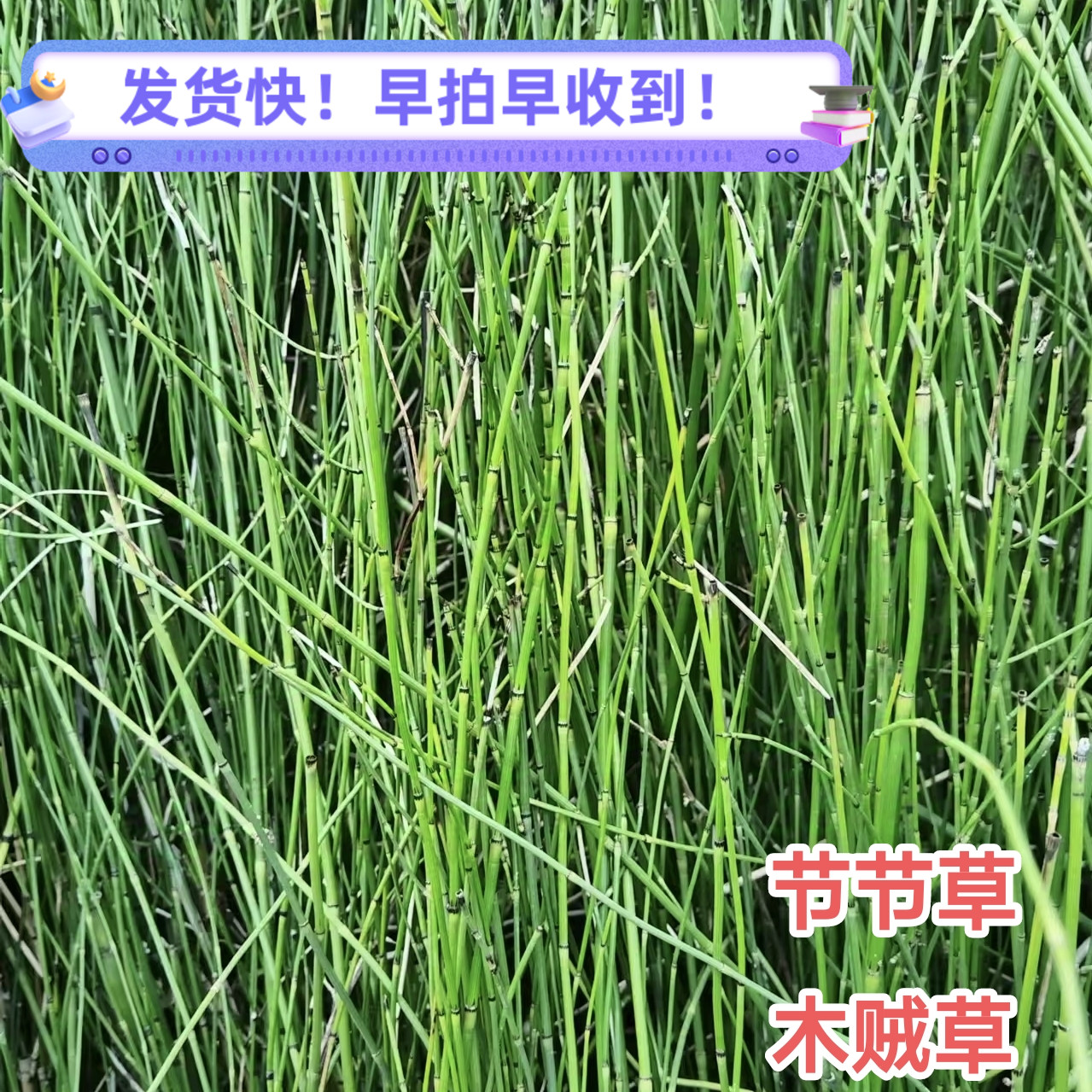 新鲜木贼草 广东节节草现采 土木贼锁眉草笔杆草 节骨草500克包邮