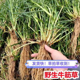 新鲜野生牛筋草 广东茂名千千踏 蟋蟀草 老牛拽 忝仔草千金草包邮