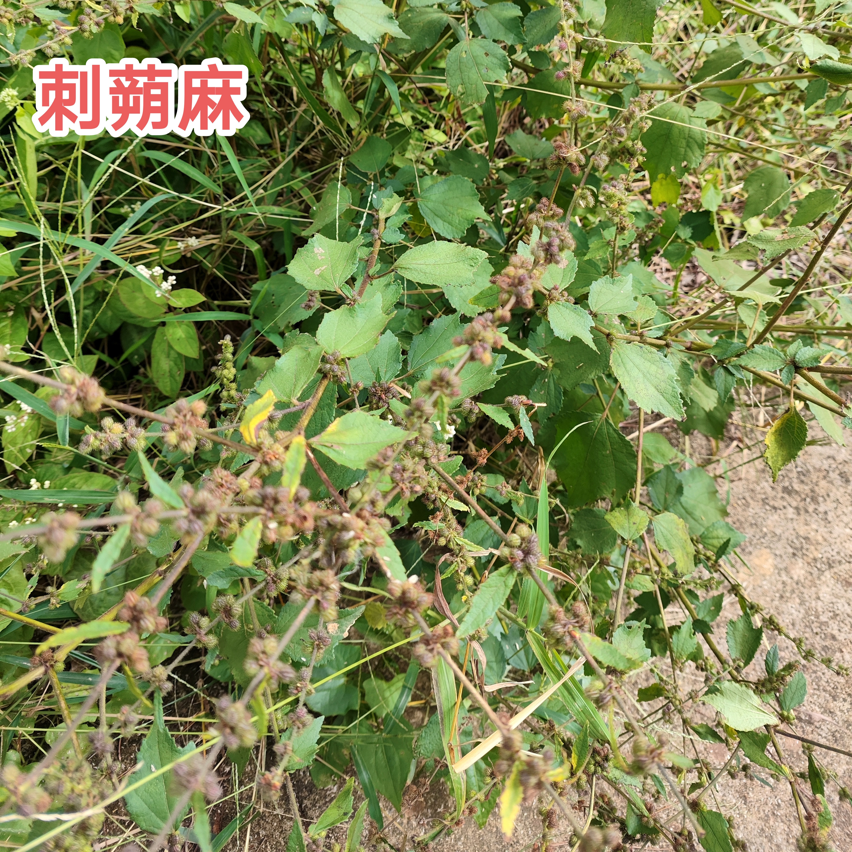 天然新鲜刺蒴麻全草现采黄花地桃花中草药材黄花虱麻头刺塑麻包邮