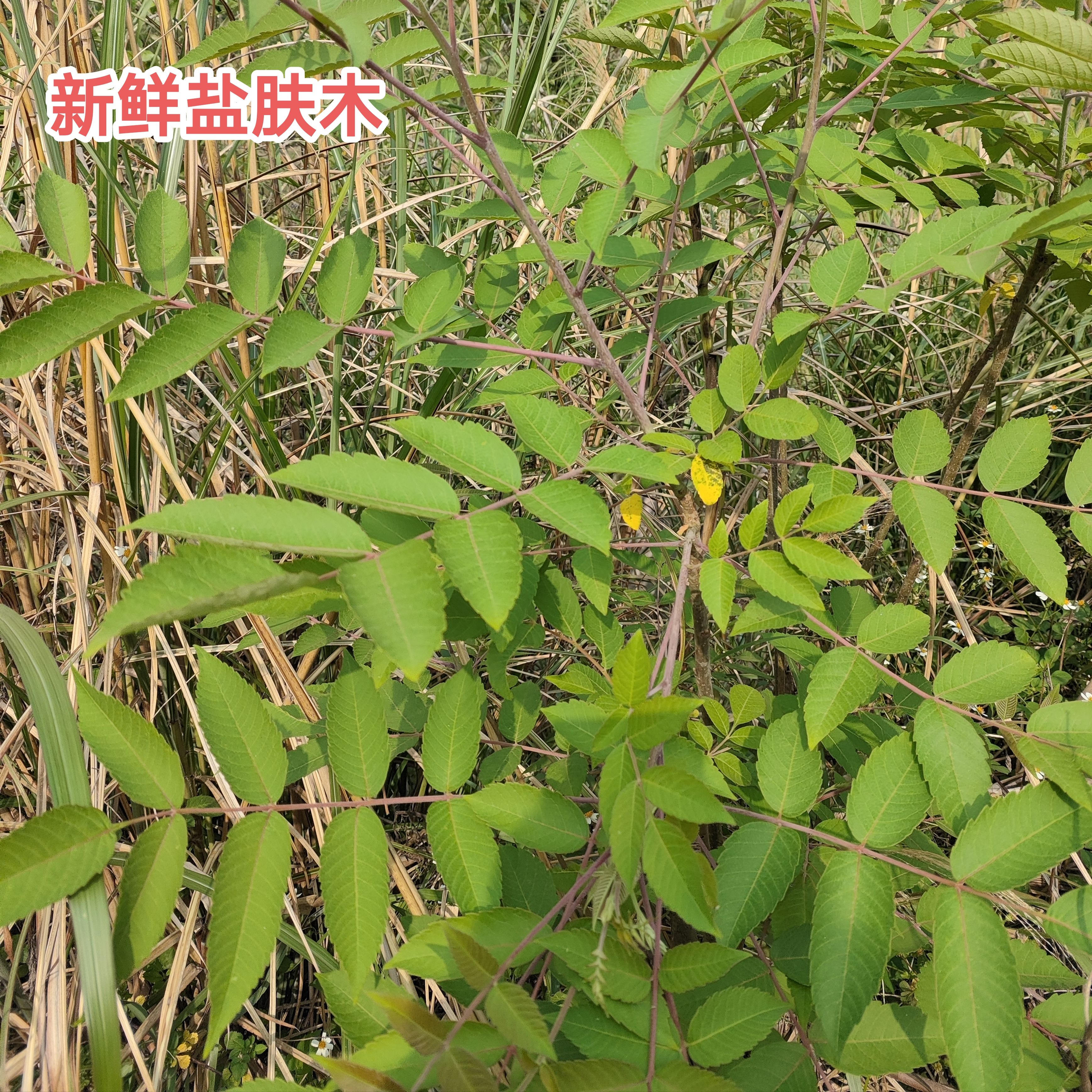 新鲜盐肤木盐霜柏广东敷烟树现采中草药材五倍子树根枝叶500g包邮