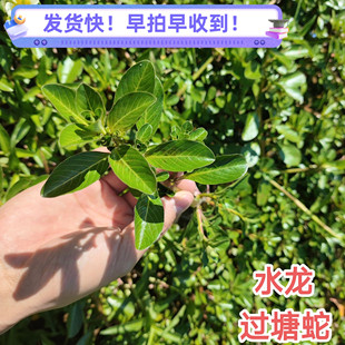 新鲜过塘蛇 现采广东过江龙过沟龙水龙 过塘蛇草生鲜中草药过江藤