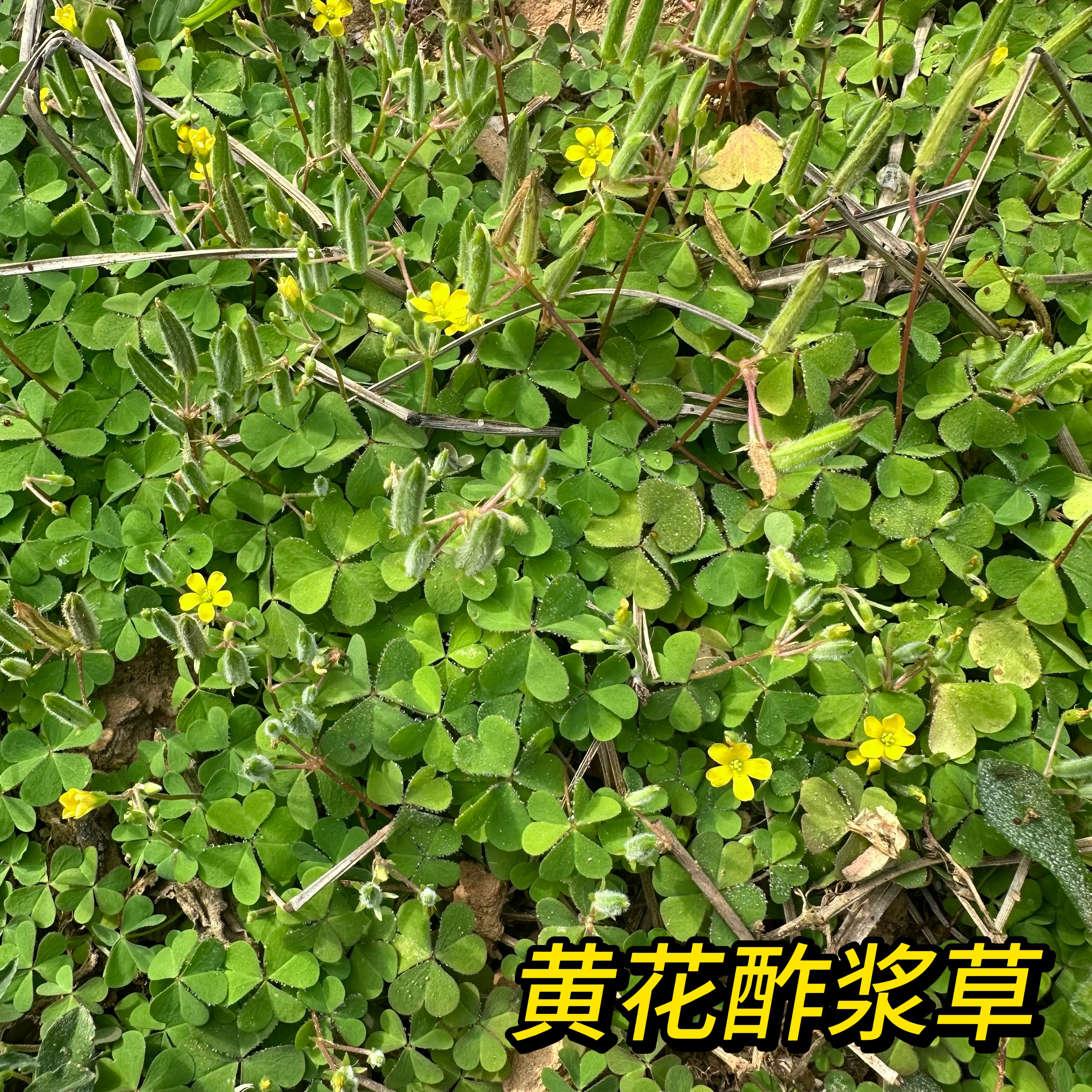 黄花酢浆草现采酸浆草盐酸鸡三叶酸酸酸草斑鸠酸新鲜纯天然中草药