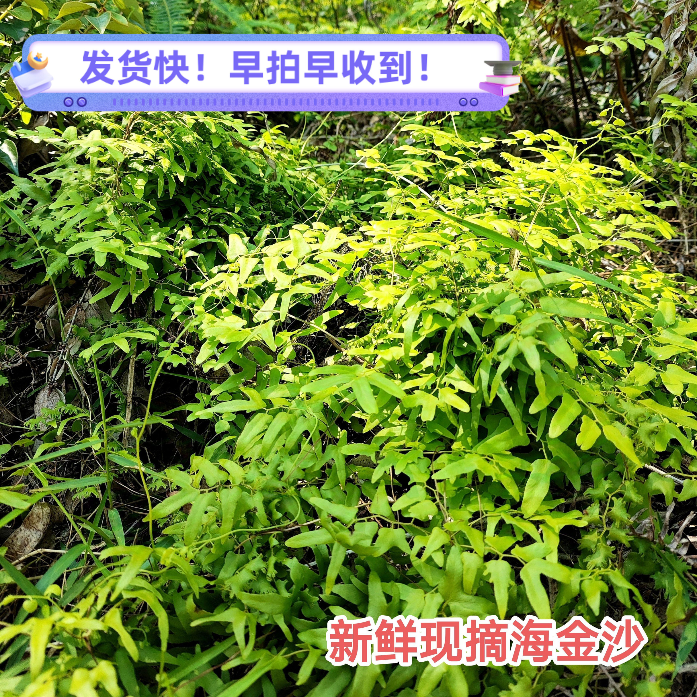 新鲜海金沙藤 金沙藤广东草药现采摘中草药排化结石茶罗网藤500克