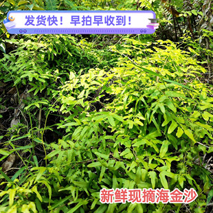 新鲜海金沙藤 金沙藤广东草药现采摘中草药排化结石茶罗网藤500克