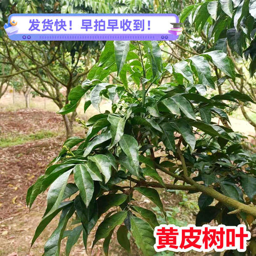 新鲜黄皮果树叶洗澡老树黄皮叶子当天现摘现发 开运转运 一件包邮