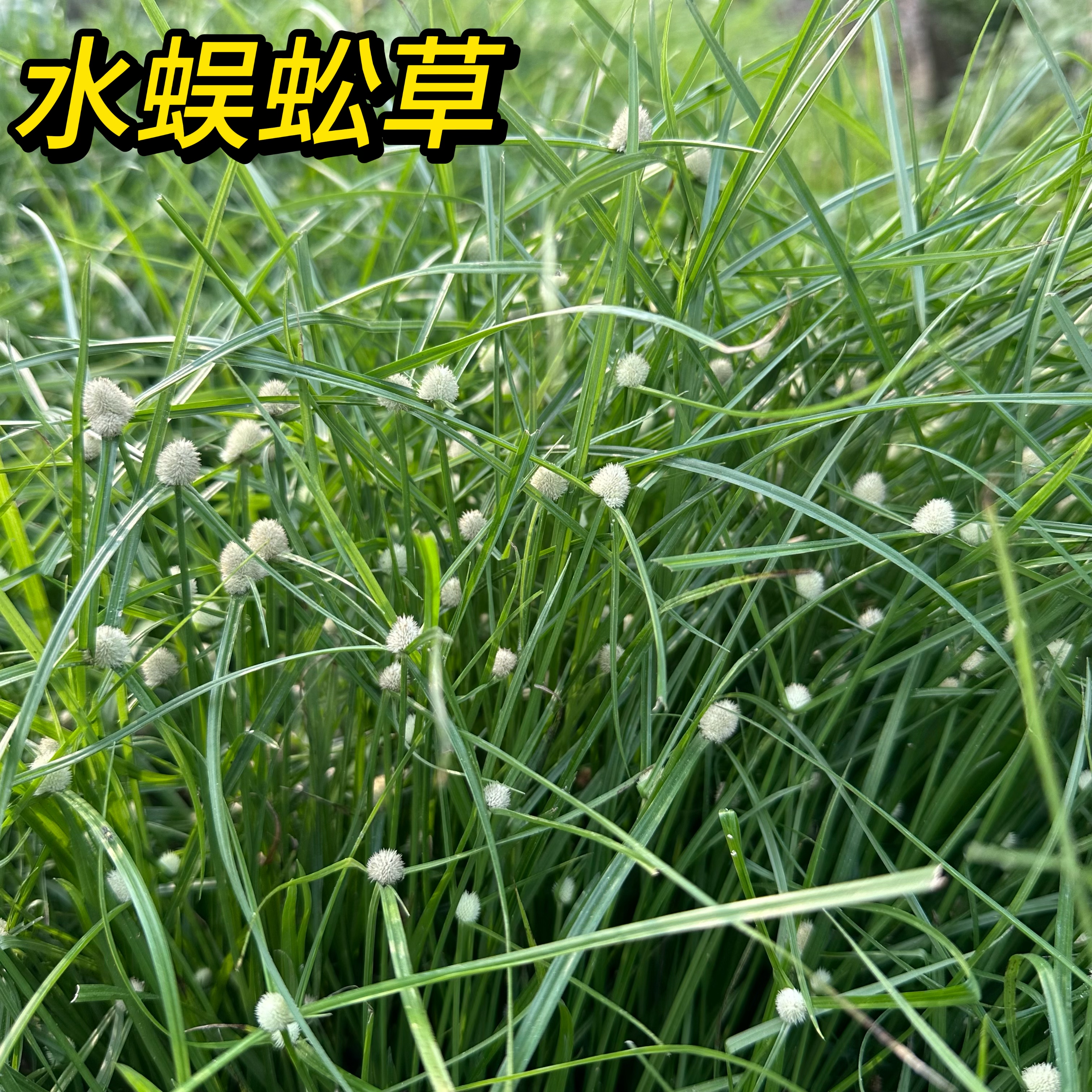 现采水蜈蚣新鲜无头厚香三荚草金钮草一箭球无头猴香三荚草纯天然