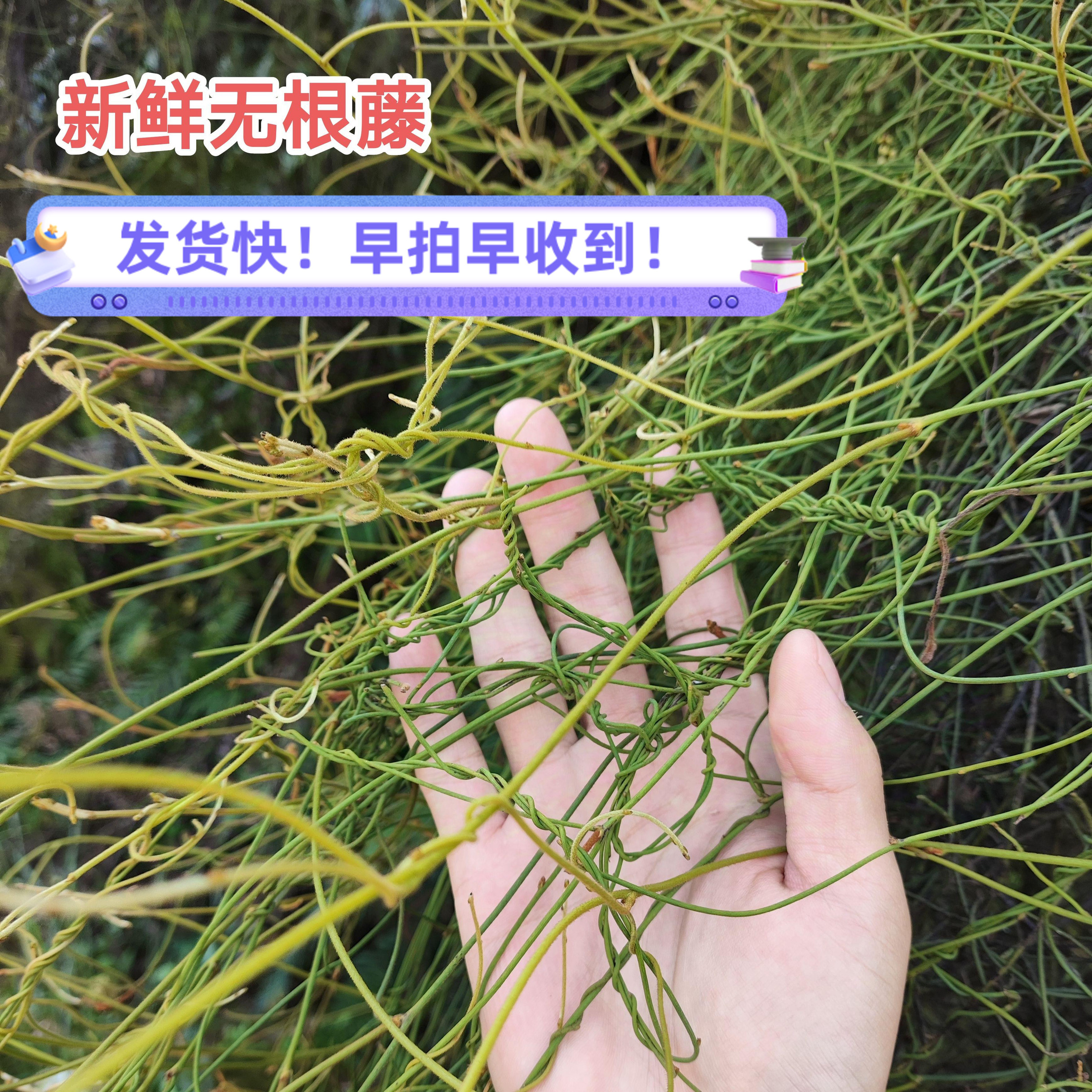 新鲜无根藤新鲜无头藤  菟丝子草深山青丝无娘藤 罗网藤500克包邮