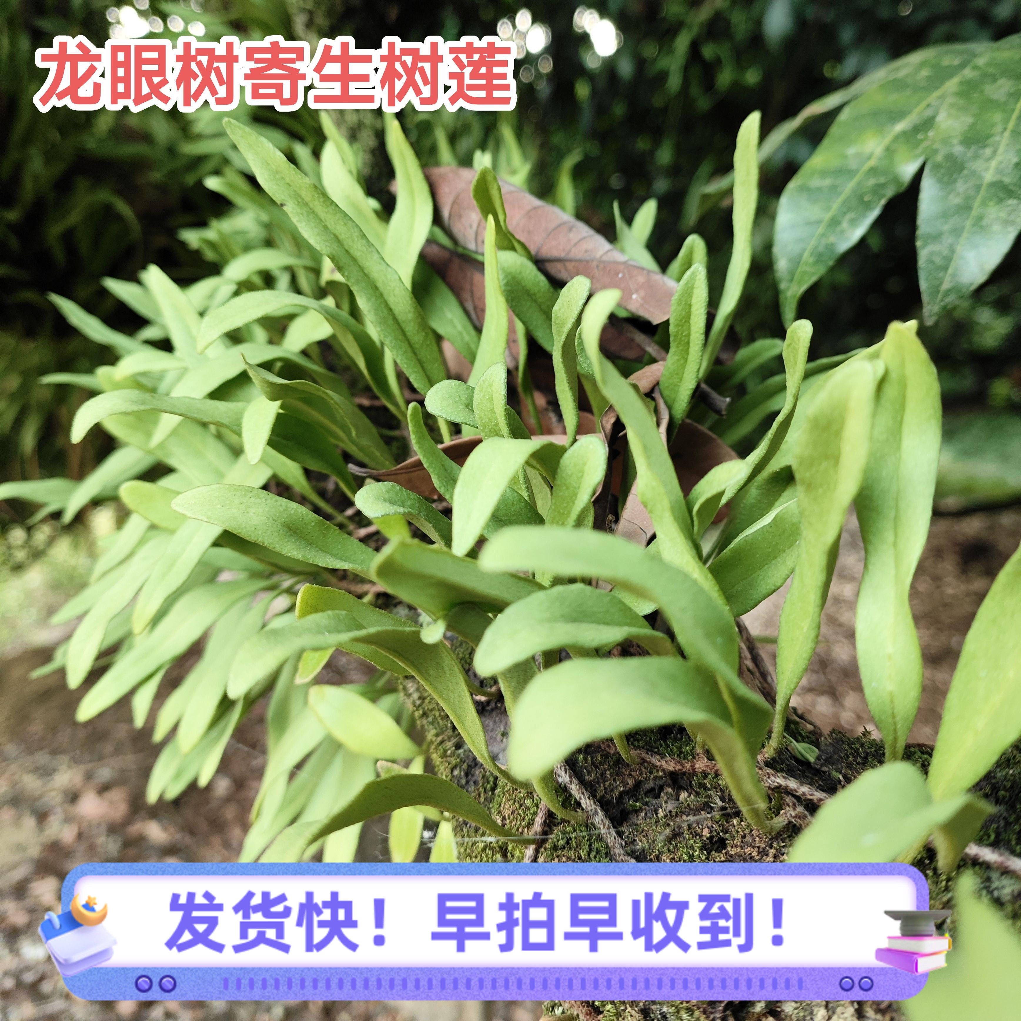 龙眼树寄生上树莲 新鲜现采石韦抱树莲桂圆树上莲 广东蛇树苇包邮