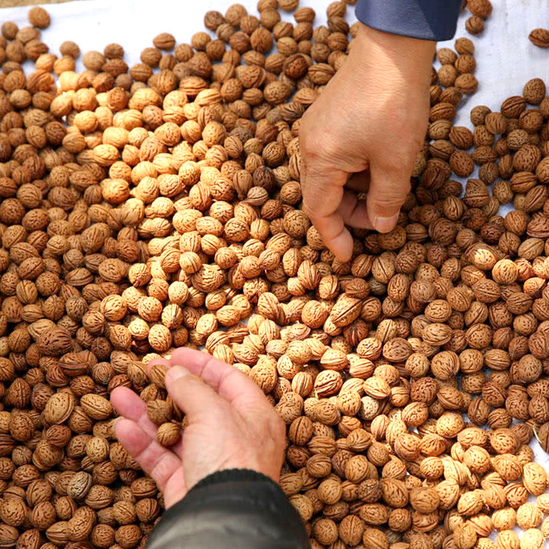 山桃核散籽枕填充物原籽糖果型成人枕天然原料手剥清干净佛珠念珠