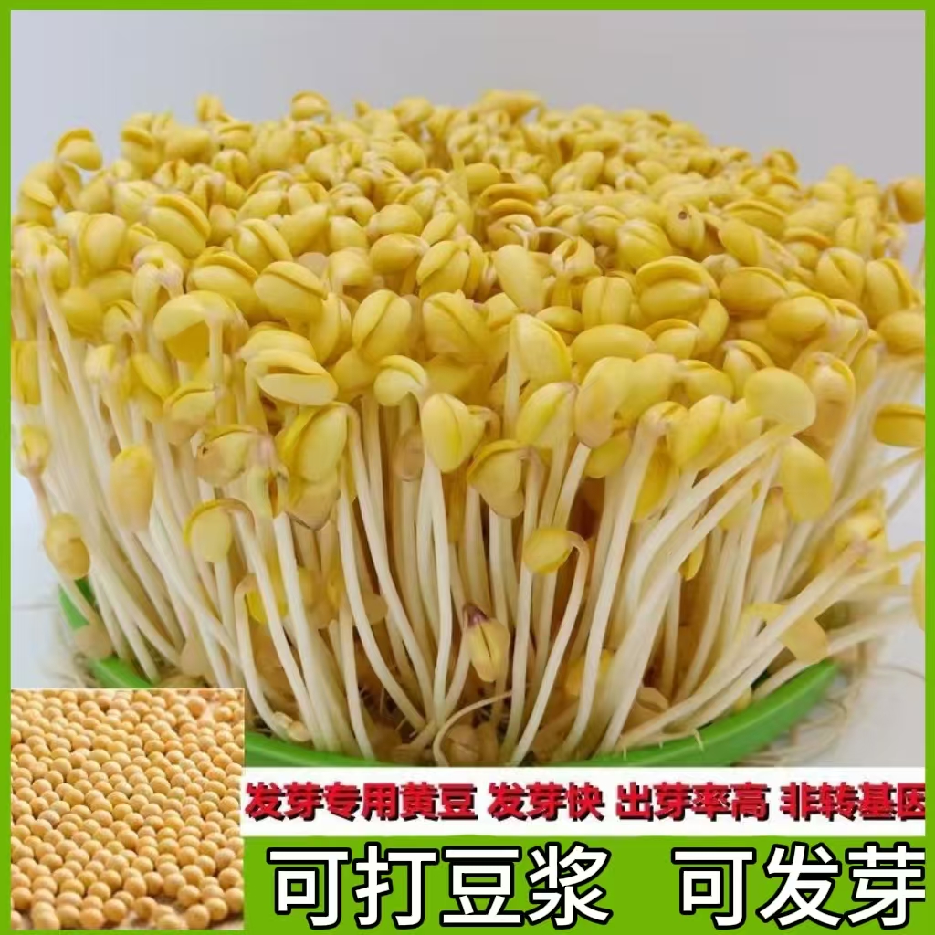 黄豆打豆浆干货大豆芽黄豆整箱发货发豆芽新黄豆生黄豆芽