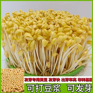 黄豆打豆浆干货大豆芽黄豆整箱发货发豆芽新黄豆生黄豆芽