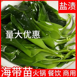 盐渍海带苗特产火锅专用海带苗新鲜凉拌煲汤海带嫩苗商用家用
