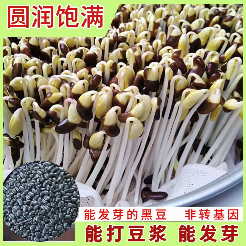 黑豆芽发芽黑豆黑豆苗黑豆发芽用豆发豆籽芽用豆豆芽菜