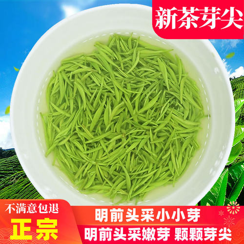 2026新茶信阳毛尖明前特级小米芽