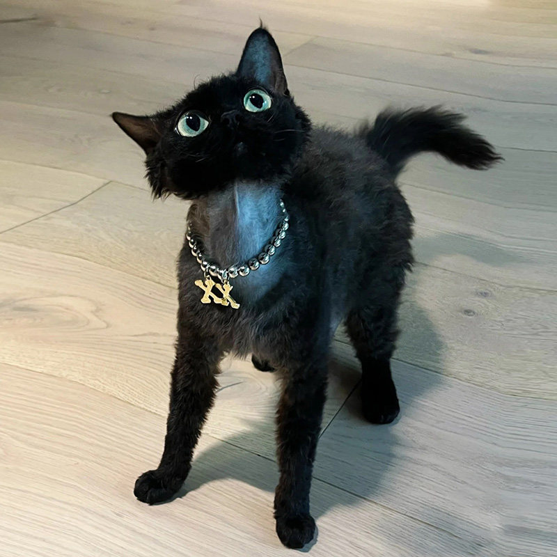 德文卷毛猫幼猫纯种宠物猫咪活体纯黑不掉毛高智商赛级贵族猫幼崽