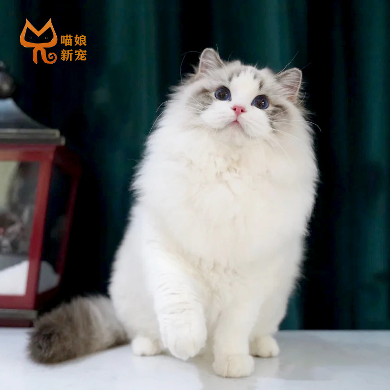 布偶猫幼猫纯种宠物猫活体海双赛级仙女猫活物长毛双色布偶猫幼崽