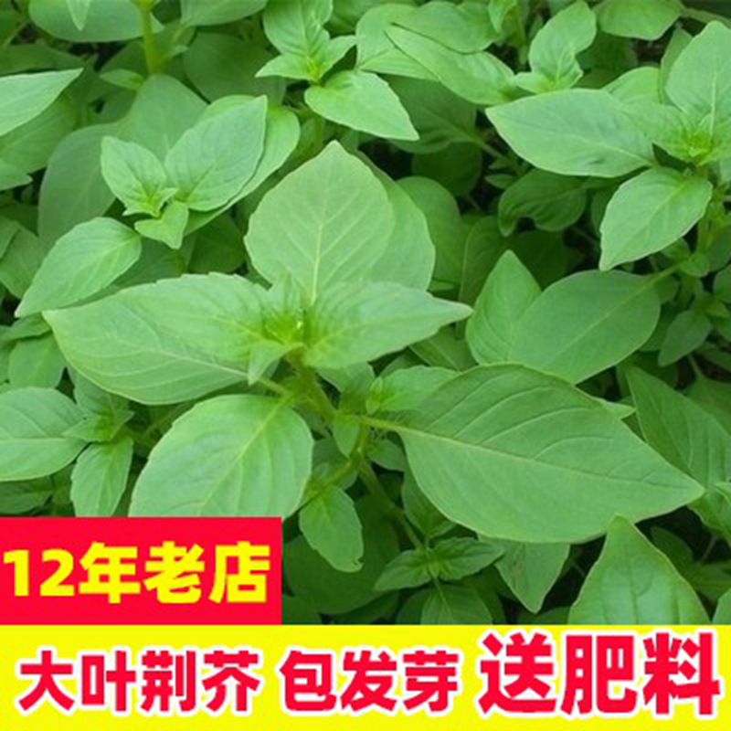 河南特色大叶荆芥种子四季播种