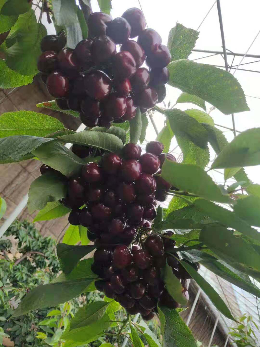 现摘新鲜大连瓦房店得利寺大棚美早车厘子大樱桃3斤包装顺丰包邮