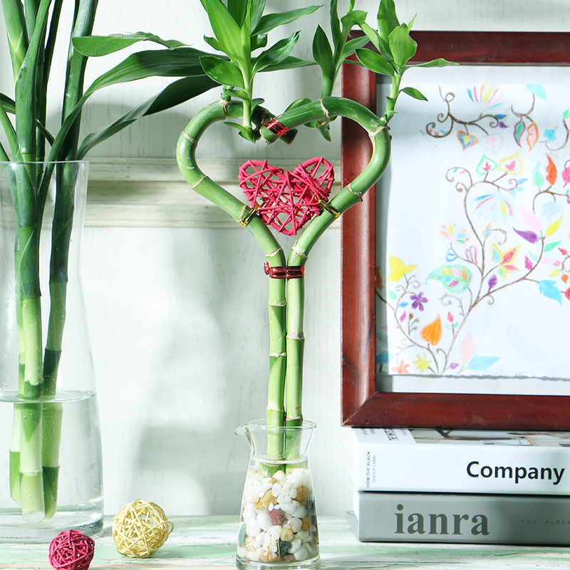 心形四季常青桌面招财观音竹植物