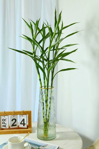 富贵小叶招财竹内客厅办公室桌面绿植花卉四季好养活