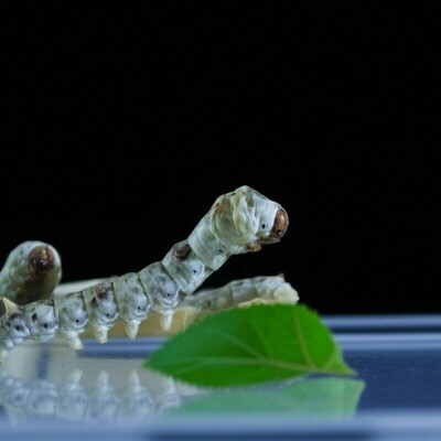 成都领养蚕宝宝送现采摘新鲜桑叶蚕宝宝饲料蚕食物幼蚕1234龄随机