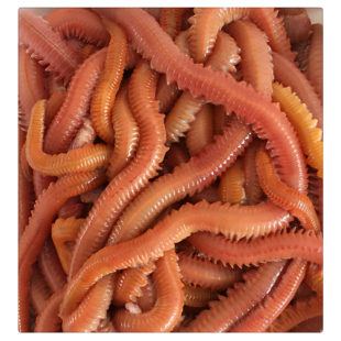 活沙蚕/青虫/海蚯蚓/海蜈蚣/海蚂蝗 鲈鱼饵海钓鱼饵活体饵料1斤装